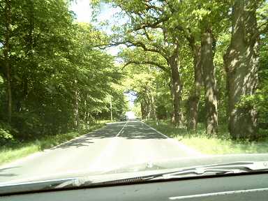 Eine Allee auf Rügen. 